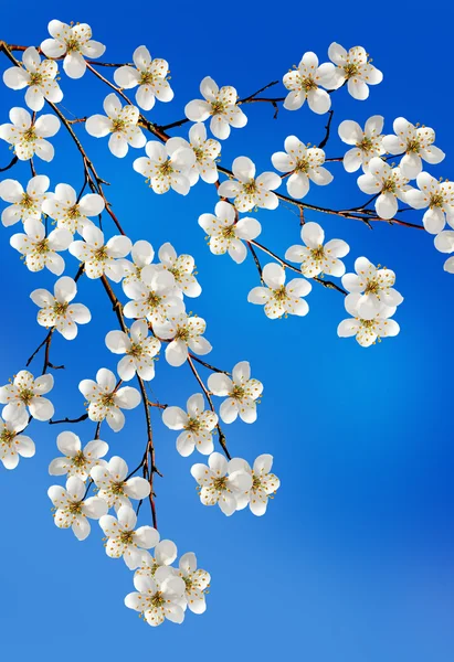 Flowering cherry. Spring flowering garden. — Stock Photo, Image