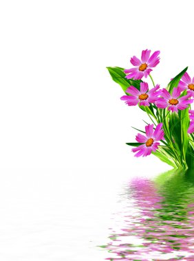 Beyaz arkaplanda izole edilmiş kozmos çiçekleri. 