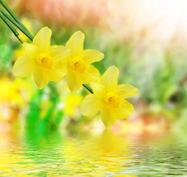 Prachtige lente bloemen narcissen. gele bloemen. — Stockfoto