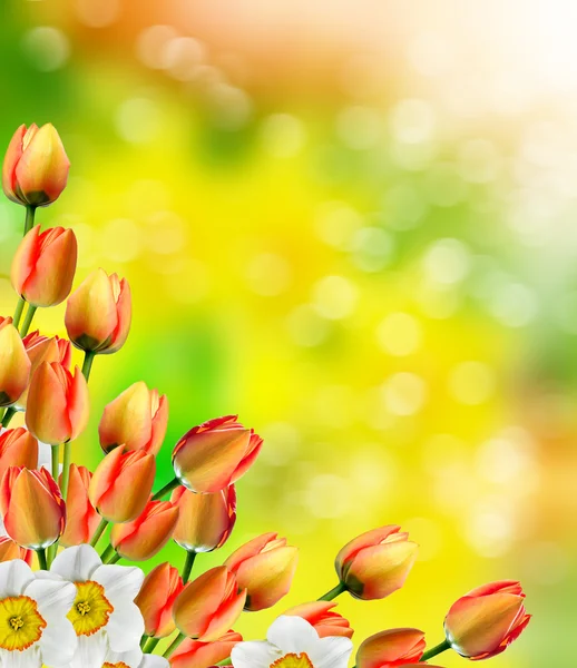 Vackra vårblommor påskliljor. röd tulpan — Stockfoto