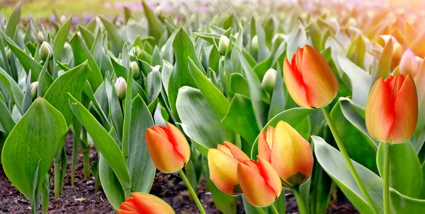 Die Knospen der Frühlingsblumen Tulpen. — Stockfoto