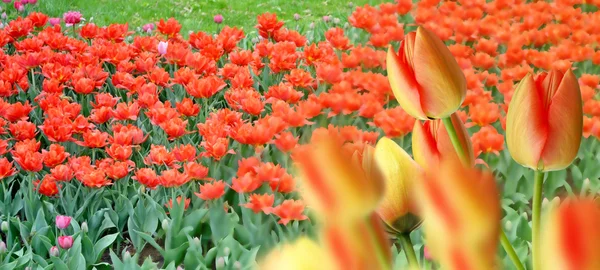 Frühlingspark. die Knospen der Frühlingsblumen Tulpen. — Stockfoto