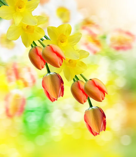 Bellissimi narcisi di fiori primaverili. tulipano rosso — Foto Stock