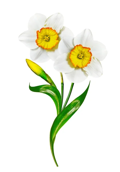 Νάρκισσος λουλούδια άνοιξη που απομονώνονται σε λευκό φόντο — Φωτογραφία Αρχείου