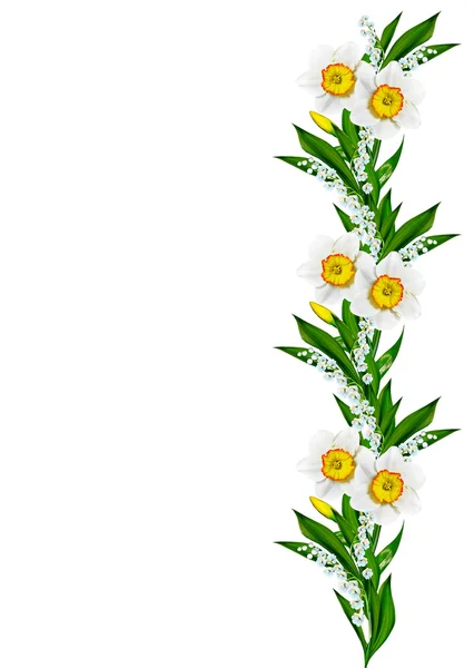 Fiori primaverili narciso isolato su sfondo bianco — Foto Stock