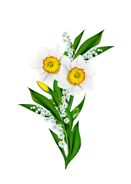 Fiori primaverili narciso isolato su sfondo bianco — Foto Stock