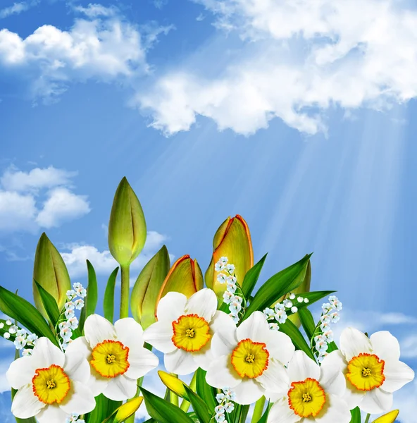 Tulipani di fiori su uno sfondo di cielo blu con nuvole . — Foto Stock