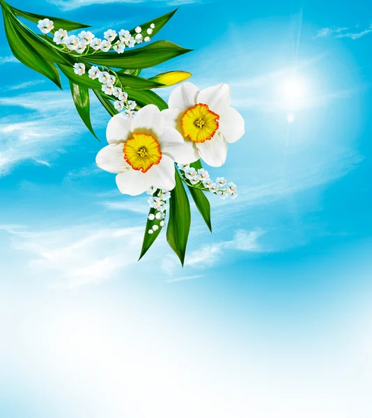 Jarní květiny na pozadí modré oblohy mraky — Stock fotografie