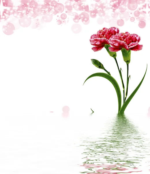 Rama de hermosas flores clavel —  Fotos de Stock