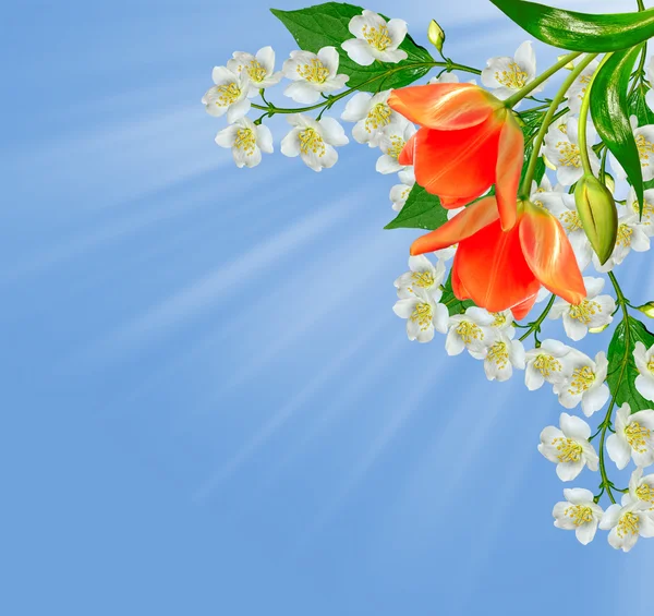 Der Zweig zarte Frühlingsblumen — Stockfoto