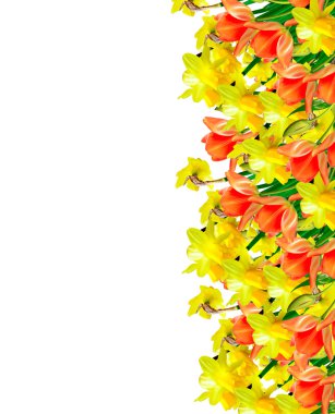 våren blommor narcissus isolerad på vit bakgrund