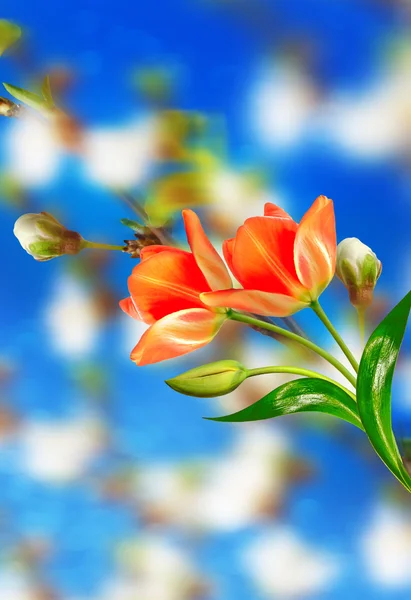 Cereza floreciente. Jardín con flores de primavera . — Foto de Stock