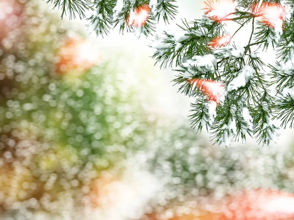 Paysage hivernal. Arbres couverts de neige. fond de Noël — Photo