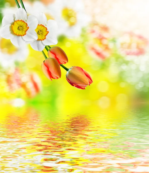 Prachtige lente bloemen narcissen. rode tulp — Stockfoto