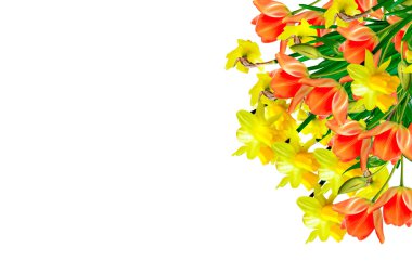våren blommor narcissus isolerad på vit bakgrund