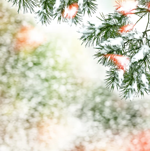 Winterlandschaft. schneebedeckte Bäume. Weihnachtlicher Hintergrund — Stockfoto