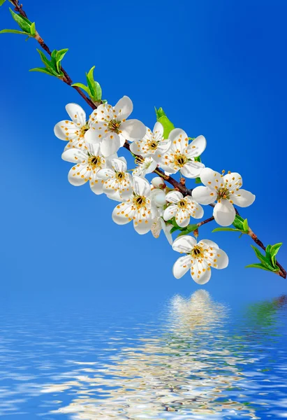 Cereja florida. Primavera jardim florido . — Fotografia de Stock