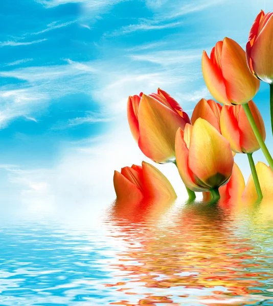 Flowers tulips on a background of blue sky with clouds. — Stock Photo, Image