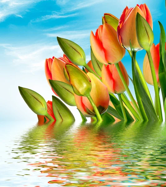 Flowers tulips on a background of blue sky with clouds. — Stock Photo, Image