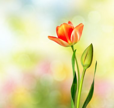 Bahar manzara. güzel bahar çiçek Lale