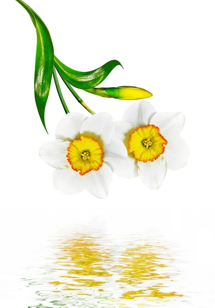 Primavera flores narciso aislado sobre fondo blanco — Foto de Stock