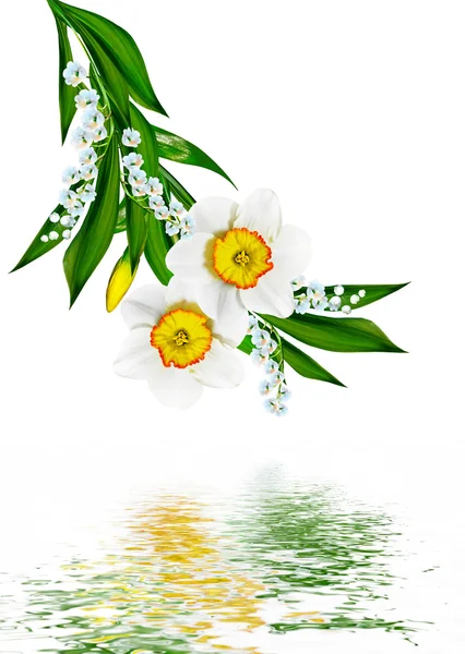 Fiori primaverili narciso isolato su sfondo bianco — Foto Stock