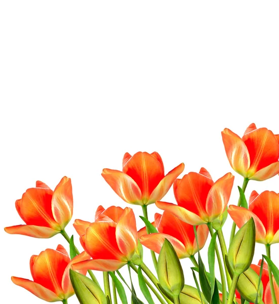 Flores de primavera tulipanes aislados sobre fondo blanco. — Foto de Stock