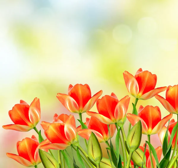 Spring landscape. beautiful spring flowers tulip — Stock Photo, Image