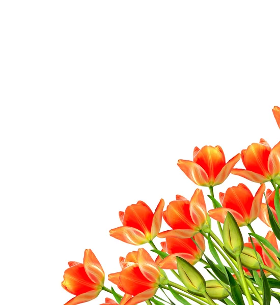 Lente bloemen tulpen geïsoleerd op witte achtergrond. — Stockfoto