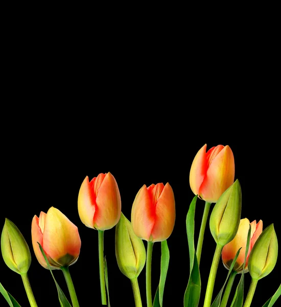 Spring flowers tulips isolated on black background. — Stock Photo, Image