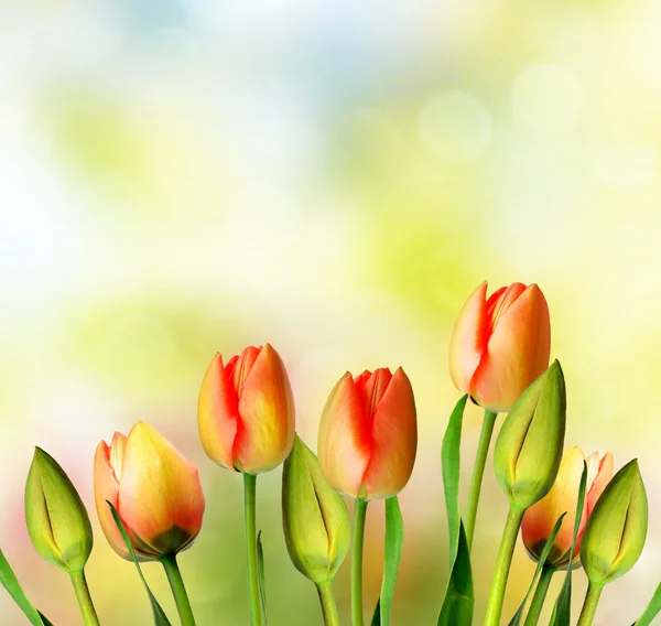 Bahar manzara. güzel bahar çiçek Lale — Stok fotoğraf