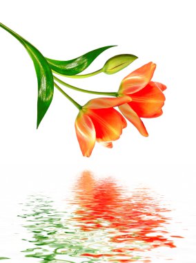 bahar çiçekleri beyaz arkaplanda izole laleler. 