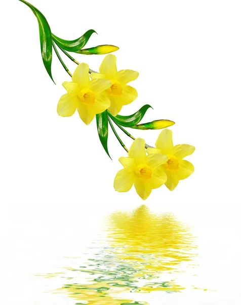 Jarní květiny Narcis izolovaných na bílém pozadí — Stock fotografie