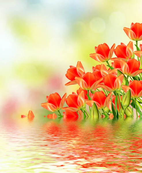 Lente landschap. prachtige lente bloemen tulip — Stockfoto