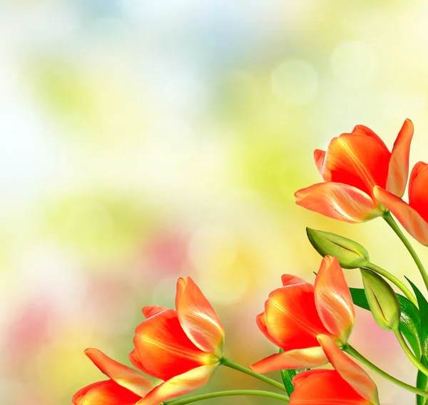 Bahar manzara. güzel bahar çiçek Lale — Stok fotoğraf