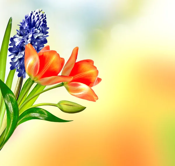 Jarní krajina. krásný jarní květiny Tulipán — Stock fotografie