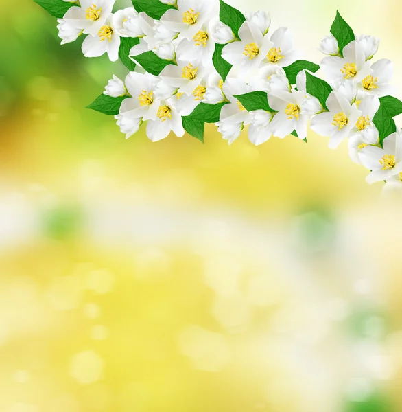 Witte jasmijn bloem. — Stockfoto