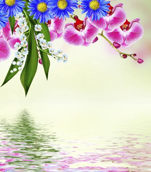 Gałąź kwiaty kwitnący storczyk — Zdjęcie stockowe