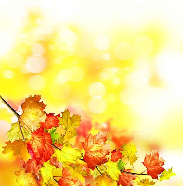 Autumn foliage. Golden Autumn. Photo. — Stock Photo, Image