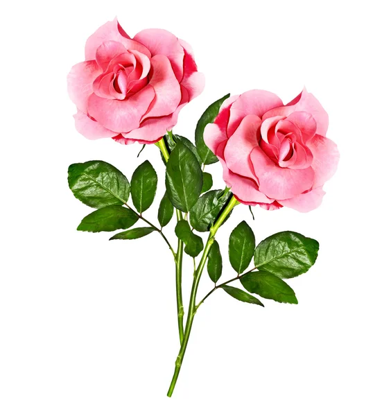 I boccioli di fiori rose . — Foto Stock