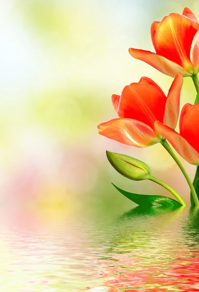 Весенний пейзаж красивые весенние цветы тюльпан — стоковое фото