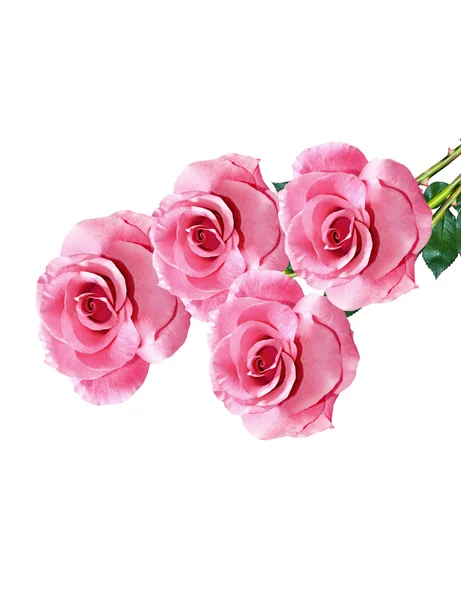 花玫瑰的花蕾。节日贺卡 — 图库照片
