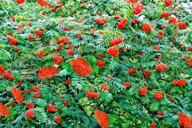 herfst gebladerte. Gouden herfst. 