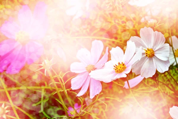 Paisaje de verano. Cosmos de flores — Foto de Stock