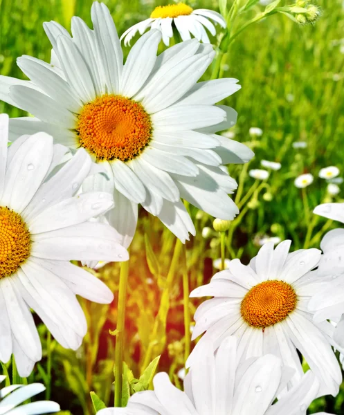 Wildflowers daisies. Summer landscape. — Stock Photo, Image