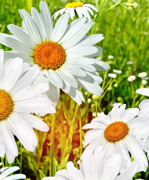 Wilde bloemen madeliefjes. Zomer landschap. — Stockfoto