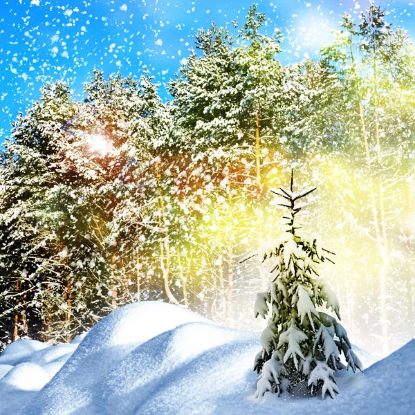 겨울입니다. 눈입니다. 겨울 풍경입니다. 추상 겨울 크리스마스 배경. 겨울 숲 — 스톡 사진