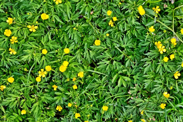 Flor amarilla. Paisaje de verano. Mariposas de flores silvestres . —  Fotos de Stock