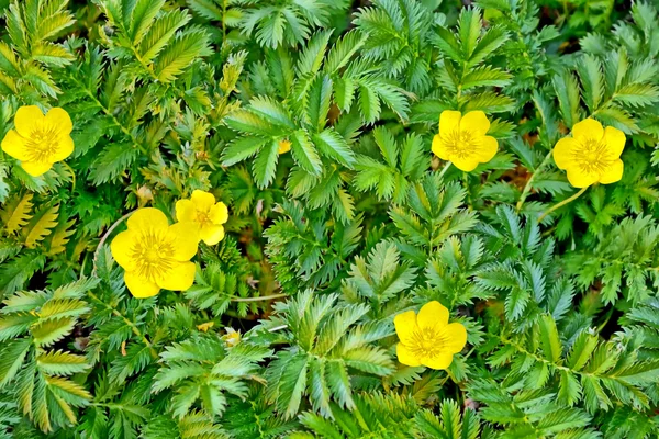 Flor amarela. Paisagem verão. Borboletas de flores silvestres . — Fotografia de Stock