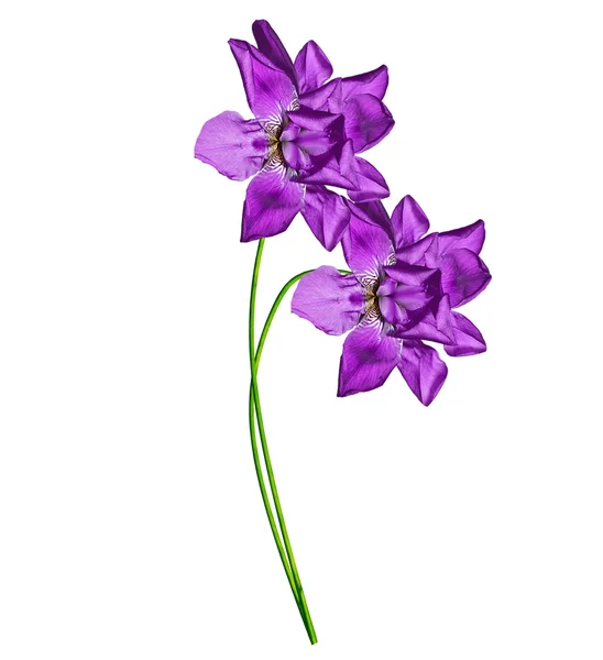 Frühlingsblumen Iris isoliert auf weißem Hintergrund. schön flo — Stockfoto